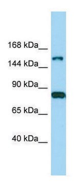 Anti-IQSEC2 antibody produced in rabbit affinity isolated antibody