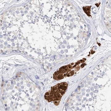 Anti-ZZEF1 antibody produced in rabbit Prestige Antibodies&#174; Powered by Atlas Antibodies, affinity isolated antibody, buffered aqueous glycerol solution, ab1