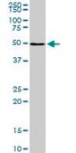 Monoclonal Anti-NR1H2 antibody produced in mouse clone 1E1, purified immunoglobulin, buffered aqueous solution