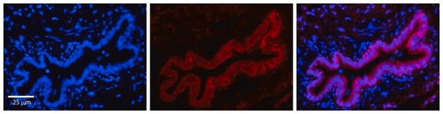 Anti-TMEM135 affinity isolated antibody