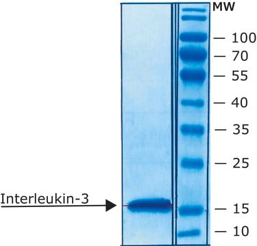 Interleukin-3 from mouse IL-3, recombinant, expressed in E. coli, lyophilized powder, suitable for cell culture