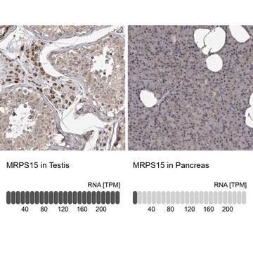 Anti-MRPS15 antibody produced in rabbit Prestige Antibodies&#174; Powered by Atlas Antibodies, affinity isolated antibody, buffered aqueous glycerol solution, ab1