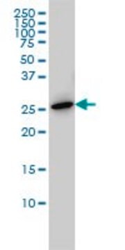 ANTI-PRL antibody produced in mouse clone 1A8, purified immunoglobulin, buffered aqueous solution