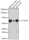 Anti-&#945;-Tubulin Antibody, clone 3P2D9, Rabbit Monoclonal