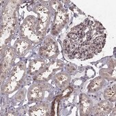 Anti-LAMB2 antibody produced in rabbit Prestige Antibodies&#174; Powered by Atlas Antibodies, affinity isolated antibody, buffered aqueous glycerol solution