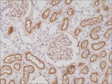 Anti-CD10 antibody, Rabbit monoclonal recombinant, expressed in HEK 293 cells, clone RM337, purified immunoglobulin