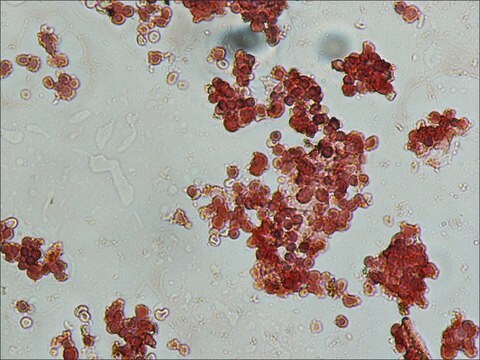 Anti-Goat IgG (whole molecule)–Peroxidase antibody produced in rabbit IgG fraction of antiserum, buffered aqueous solution