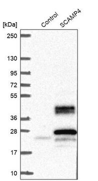 Anti-SCAMP4 antibody produced in rabbit Prestige Antibodies&#174; Powered by Atlas Antibodies, affinity isolated antibody, buffered aqueous glycerol solution