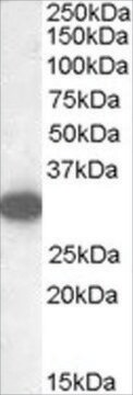 Anti-Monoglyceride lipase antibody produced in goat affinity isolated antibody, buffered aqueous solution