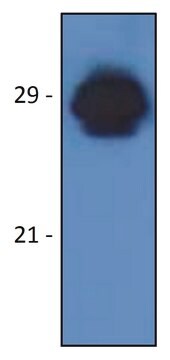 Monoclonal Anti-HLA-DR-DP antibody produced in mouse clone MEM-136, purified immunoglobulin, buffered aqueous solution