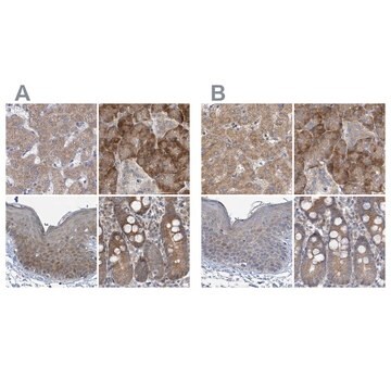 Anti-RPL32 antibody produced in rabbit Prestige Antibodies&#174; Powered by Atlas Antibodies, affinity isolated antibody, buffered aqueous glycerol solution