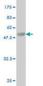Monoclonal Anti-BRD3 antibody produced in mouse clone 6E7, purified immunoglobulin, buffered aqueous solution