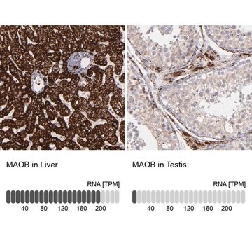 Anti-MAOB antibody produced in rabbit Prestige Antibodies&#174; Powered by Atlas Antibodies, affinity isolated antibody, buffered aqueous glycerol solution