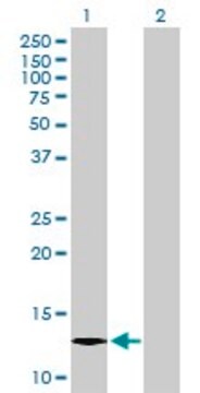 Anti-C1ORF38 antibody produced in mouse purified immunoglobulin, buffered aqueous solution