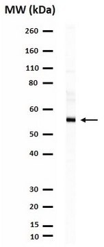 Anti-Lck Antibody Upstate&#174;, from rabbit