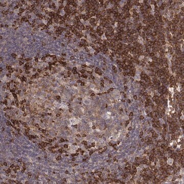 Anti-PILRA antibody produced in rabbit Prestige Antibodies&#174; Powered by Atlas Antibodies, affinity isolated antibody