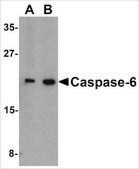 Anti-Caspase-6 antibody produced in rabbit affinity isolated antibody, buffered aqueous solution
