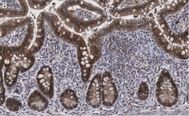 Anti-Caspase-1 (p20) Antibody, clone 2G4 , ZooMAb&#174; Rabbit Monoclonal recombinant, expressed in HEK 293 cells