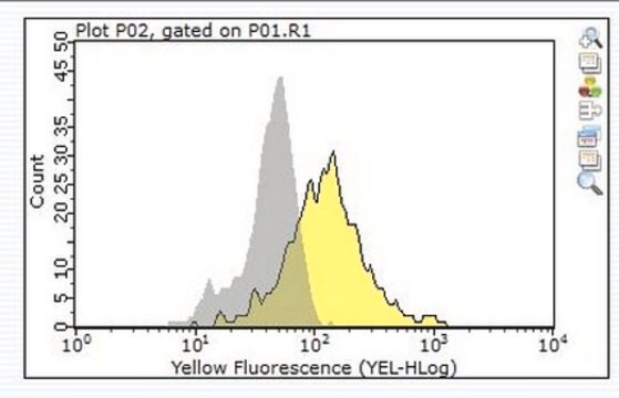 Anti-Fc&#949;RI Antibody, &#947; subunit Upstate&#174;, from rabbit