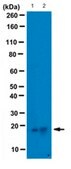 Anti-SDF-1 Antibody, clone K15C, Azide free clone K15C, from mouse