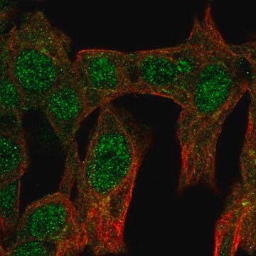 Anti-NR6A1 antibody produced in rabbit Prestige Antibodies&#174; Powered by Atlas Antibodies, affinity isolated antibody