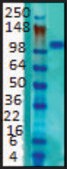 Monoclonal Anti-KCNB1 antibody produced in mouse clone S89-34, 1&#160;mg/mL, purified immunoglobulin