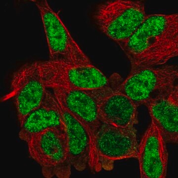 Anti-DVL2 antibody produced in rabbit Prestige Antibodies&#174; Powered by Atlas Antibodies, affinity isolated antibody