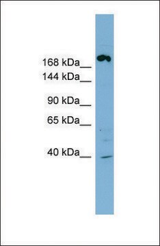 Anti-ABCC11 antibody produced in rabbit affinity isolated antibody