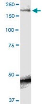 Monoclonal Anti-SCN9A antibody produced in mouse clone 5A11, purified immunoglobulin, buffered aqueous solution