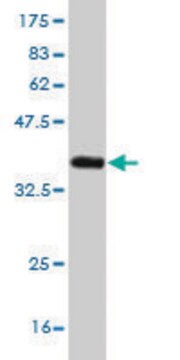 Monoclonal Anti-NEFH antibody produced in mouse clone 2E8, purified immunoglobulin, buffered aqueous solution