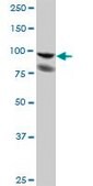Anti-PDCD6IP antibody produced in mouse purified immunoglobulin, buffered aqueous solution