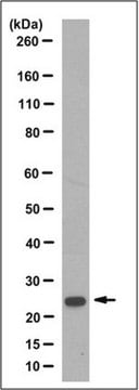 Anti-Bcl-2 Antibody, clone 1D7.2 clone 1D7.2, from rat