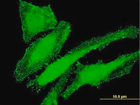 Monoclonal Anti-ITGB7 antibody produced in mouse clone 8D3, purified immunoglobulin, buffered aqueous solution