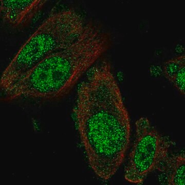 Anti-NFX1 antibody produced in rabbit Prestige Antibodies&#174; Powered by Atlas Antibodies, affinity isolated antibody