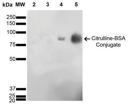 Monoclonal Anti-Citrulline-Horseradish Peroxidase antibody produced in mouse clone 6C2.1