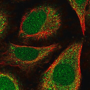 Anti-POLE4 antibody produced in rabbit Prestige Antibodies&#174; Powered by Atlas Antibodies, affinity isolated antibody