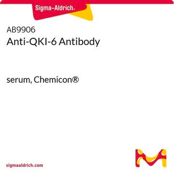 Anti-QKI-6 Antibody serum, Chemicon&#174;