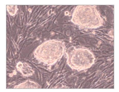 EmbryoMax&#174; Primary Mouse Embryonic Fibroblasts PMEF, Strain CF1, Not Treated, Passage 1