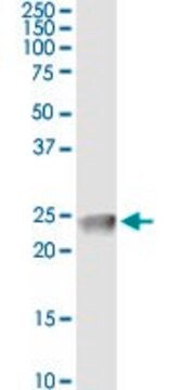 Monoclonal Anti-CLDN4 antibody produced in mouse clone 4A11, purified immunoglobulin, buffered aqueous solution