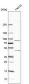 Anti-SLC6A12 antibody produced in rabbit Prestige Antibodies&#174; Powered by Atlas Antibodies, affinity isolated antibody, buffered aqueous glycerol solution