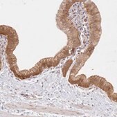 Anti-RNPEP antibody produced in rabbit Prestige Antibodies&#174; Powered by Atlas Antibodies, affinity isolated antibody, buffered aqueous glycerol solution