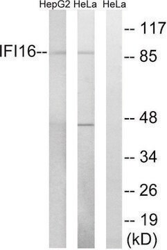 Anti-IFI16 antibody produced in rabbit affinity isolated antibody