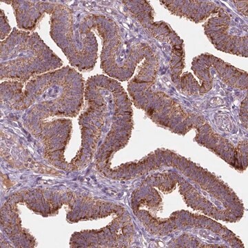 Anti-NLRX1 antibody produced in rabbit Prestige Antibodies&#174; Powered by Atlas Antibodies, affinity isolated antibody