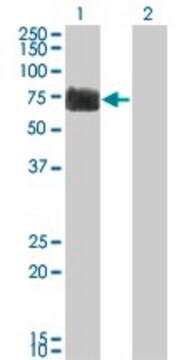 Monoclonal Anti-RTN2 antibody produced in mouse clone 6A11, purified immunoglobulin, buffered aqueous solution