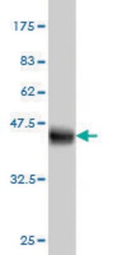 Monoclonal Anti-IFITM3 antibody produced in mouse clone 4C8-1B10, purified immunoglobulin, buffered aqueous solution