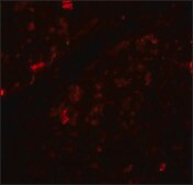 Anti-Beclin-1 antibody produced in rabbit affinity isolated antibody, buffered aqueous solution