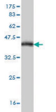 Monoclonal Anti-MR1 antibody produced in mouse clone 5E9, purified immunoglobulin, buffered aqueous solution