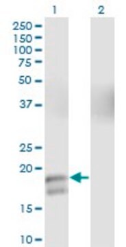 Monoclonal Anti-GCG antibody produced in mouse clone 2D3-2B11, purified immunoglobulin, buffered aqueous solution