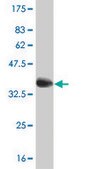 Monoclonal Anti-SREBF1 antibody produced in mouse clone 4B10, purified immunoglobulin, buffered aqueous solution