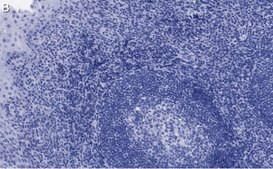 Anti-Bcl11A Antibody, clone 2C4 ZooMAb&#174; Rabbit Monoclonal recombinant, expressed in HEK 293 cells